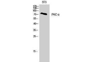 Western Blotting (WB) image for anti-Protein Kinase C, alpha (PKCa) (Thr287) antibody (ABIN3186466) (PKC alpha antibody  (Thr287))
