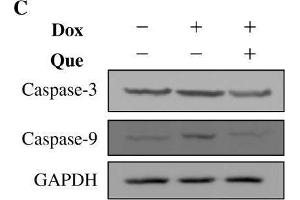 Effects of quercetin on doxorubicin-induced changes of cell viability, cell apoptosis and cell morphology in H9C2 cells. (Caspase 9 antibody)