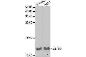 Western blot analysis of extracts of various cell lines, using GLRX antibody (ABIN5973060) at 1/1000 dilution. (Glutaredoxin 1 antibody)