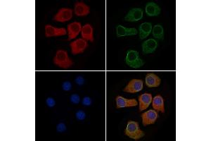 ABIN6263433 and ABIN6279551 staining HepG2 cells by IF/ICC.