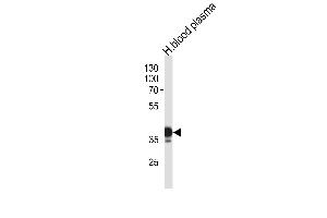 Western blot analysis in human blood plasma tissue lysates (35ug/lane). (SERPINA7 antibody  (N-Term))