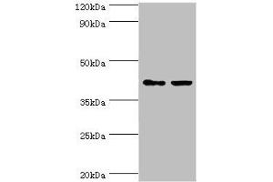 Western blot All lanes: GTF2H2C antibody at 8 μg/mL Lane 1: HepG2 whole cell lysate Lane 2: K562 whole cell lysate Secondary Goat polyclonal to rabbit IgG at 1/10000 dilution Predicted band size: 44 kDa Observed band size: 44 kDa (GTF2H2C antibody  (AA 1-260))