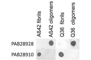 Dot blot analysis of Abeta42 and polyQ36 prefibrillar oligomers and fibrils with APP oligomers polyclonal antibody  and APP fibrils polyclonal antibody . (APP antibody  (Atto 488))