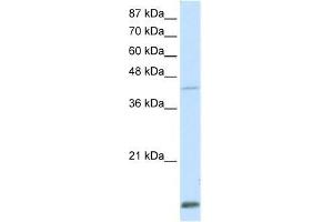 Transfected 293T; WB Suggested Anti-MKX Antibody Titration: 0. (MKX antibody  (Middle Region))