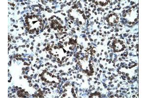 Image no. 1 for anti-Proline Rich 7 (Synaptic) (PRR7) (AA 160-209) antibody (ABIN6735904) (PRR7 antibody  (AA 160-209))