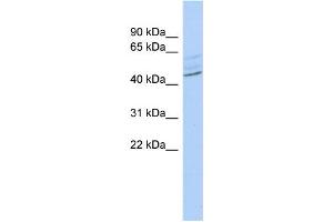 WB Suggested Anti-ZMYND12 Antibody Titration:  0. (ZMYND12 antibody  (Middle Region))