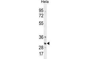 TRADD Antibody (Center) western blot analysis in Hela cell line lysates (35 µg/lane). (TRADD antibody  (Middle Region))