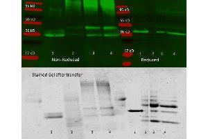 Anti aldolase antibody – Immunoprecipitation and Western Blot. (ALDOA antibody  (Biotin))