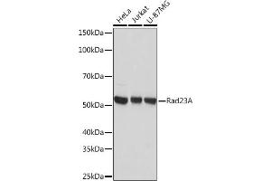 Western blot analysis of extracts of various cell lines, using Rad23A Rabbit mAb (ABIN7269824) at 1:1000 dilution. (RAD23A antibody)