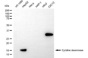 Western blotting analysis using cytidine deaminase antibody (ABIN7798240).