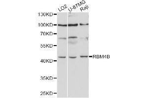 Western blot analysis of extracts of various cell lines, using RBM4B antibody (ABIN6290881) at 1:1000 dilution.