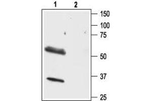 Western Blotting (WB) image for anti-Hypocretin (Orexin) Receptor 1 (HCRTR1) (AA 256-269) antibody (ABIN7043285)