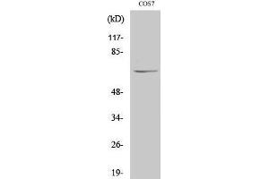 Western Blotting (WB) image for anti-Negative Regulator of Ubiquitin-Like Proteins 1 (NUB1) (C-Term) antibody (ABIN3180768)