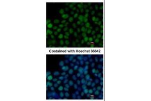 ICC/IF Image Immunofluorescence analysis of paraformaldehyde-fixed mouse ESC, using SOX2, antibody at 1:200 dilution. (SOX2 antibody)