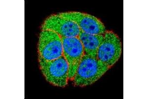 Confocal immunofluorescent analysis of XRCC5 antibody with HeLa cells followed by Alexa Fluor 488-conjugated secondary (green). (XRCC5 antibody  (AA 424-450))