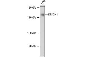 Western blot analysis of extracts of LO2 cells, using LIMCH1 antibody (ABIN7268254) at 1:1000 dilution. (LIMCH1 antibody  (AA 150-450))