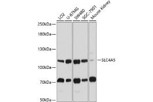 Western blot analysis of extracts of various cell lines, using SLC4 antibody (ABIN6132890, ABIN6148015, ABIN6148016 and ABIN6214688) at 1:1000 dilution.