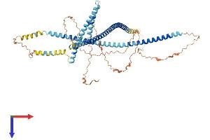 TSKS Protein (AA 1-592) (His tag)