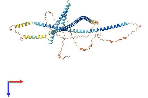 TSKS Protein (AA 1-592) (His tag)