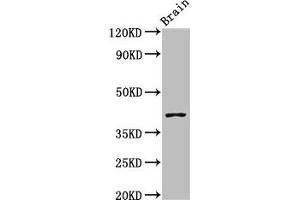 Western Blot Positive WB detected in: Mouse brain tissue All lanes: SEPT3 antibody at 3 μg/mL Secondary Goat polyclonal to rabbit IgG at 1/50000 dilution Predicted band size: 41, 10 kDa Observed band size: 41 kDa (Septin 3 antibody  (AA 238-358))