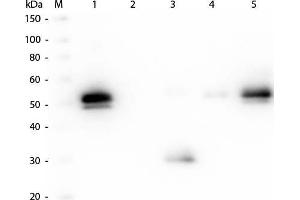 Western Blot of Anti-Rabbit IgG F(c) (GOAT) Antibody. (Goat anti-Rabbit IgG (Fc Region) Antibody (DyLight 680) - Preadsorbed)