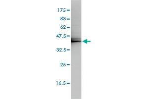 KLF7 monoclonal antibody (M01), clone 3E8-B8 Western Blot analysis of KLF7 expression in K-562 . (KLF7 antibody  (AA 1-230))