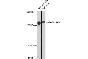 Western blot analysis of extracts of various cell lines, using GluR1/GRI Rabbit mAb (1643) at 1:1000 dilution. (Glutamate Receptor 1 antibody)