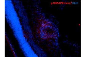 Immunohistochemistry analysis using Mouse Anti-p38 MAPK Monoclonal Antibody, Clone 9F12 . (MAPK14 antibody  (Biotin))