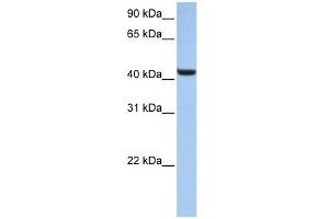 B3GNT7 antibody used at 1 ug/ml to detect target protein. (B3GNT7 antibody  (N-Term))