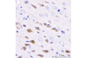 IHC analysis of Adgrg1 using anti-Adgrg1 antibody (ABIN7601979). (Adhesion G Protein-Coupled Receptor G1 (ADGRG1) (AA 53-554) antibody)