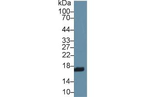 RBP2 antibody  (AA 1-134)