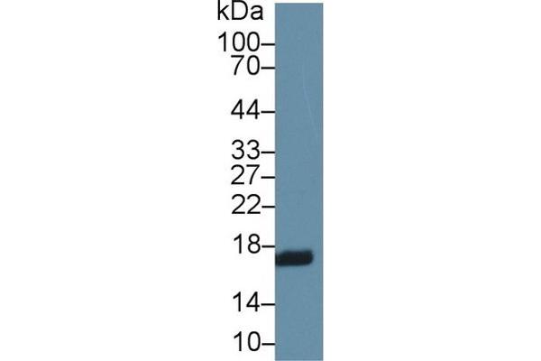 RBP2 antibody  (AA 1-134)