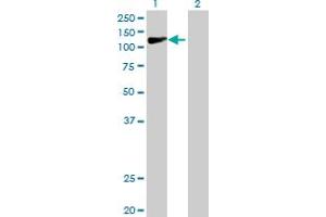 Western Blot analysis of COG1 expression in transfected 293T cell line by COG1 MaxPab polyclonal antibody. (COG1 antibody  (AA 1-980))