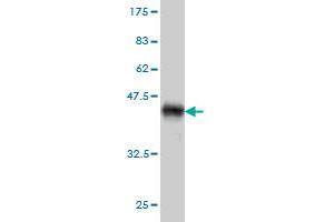 Western Blot detection against Immunogen (37. (Arrestin 3 antibody  (AA 300-409))