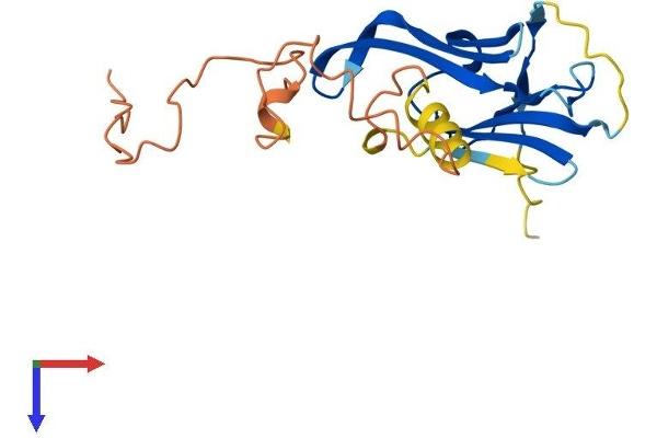 CRYAA Protein (AA 1-196) (His tag)