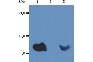 Western Blotting Western Blotting analysis (non-reducing conditions) of whole cell lysate of various cell lines using anti-human β2-microglobulin (B2M-01). (beta-2 Microglobulin antibody  (PE))