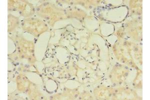 Immunohistochemistry of paraffin-embedded human kidney tissue using ABIN7154340 at dilution of 1:100 (PIGO antibody  (AA 219-420))