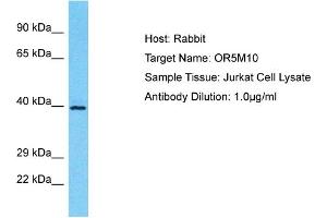 Host: Rabbit Target Name: OR5M10 Sample Type: Jurkat Whole Cell lysates Antibody Dilution: 1. (OR5M10 antibody  (Middle Region))