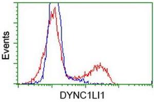 Image no. 2 for anti-Dynein, Cytoplasmic 1, Light Intermediate Chain 1 (DYNC1LI1) antibody (ABIN1497934) (DYNC1LI1 antibody)