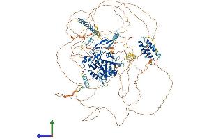 AlphaFold protein structure predicition of Mouse Recombinant Rexo1 Protein, UniprotID Q7TT28 (REXO1 Protein (AA 1-1213) (His tag))