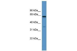 Western Blot showing OR2C1 antibody used at a concentration of 1. (OR2C1 antibody  (C-Term))