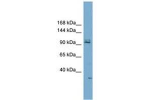 Image no. 1 for anti-Membrane Associated DNA Binding Protein (RC3H2) (AA 395-444) antibody (ABIN6743166) (RC3H2 antibody  (AA 395-444))