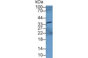 Rabbit Capture antibody from the kit in WB with Positive Control: Sample Human Liver lysate. (CRYL1 ELISA Kit)
