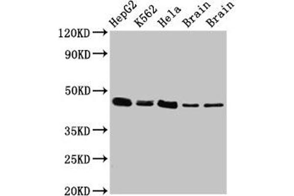 Flotillin 1 antibody  (AA 169-251)