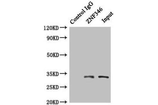 ZNF346 anticorps  (AA 1-294)