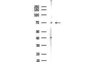 anti-Autoimmune Regulator (AIRE) (pSer156) antibody