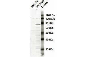 ABIN768621 (2µg/ml) staining of Saccharomyces cerevisiae S288c lysate (35µg protein in RIPA buffer). (NUP107 antibody  (N-Term))