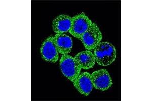 Confocal immunofluorescent analysis of PTEN antibody with HeLa cells followed by Alexa Fluor 488-conjugated goat anti-rabbit lgG (green). (PTEN antibody  (AA 264-295))