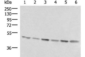 Western blot analysis of 293T K562 and HepG2 cell lysates using RHAG Polyclonal Antibody at dilution of 1:1600 (RHAG antibody)