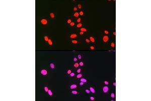 Immunofluorescence analysis of U-2 OS cells using hnRNP C Rabbit pAb (ABIN7267630) at dilution of 1:100 (40x lens). (HNRNPC antibody)